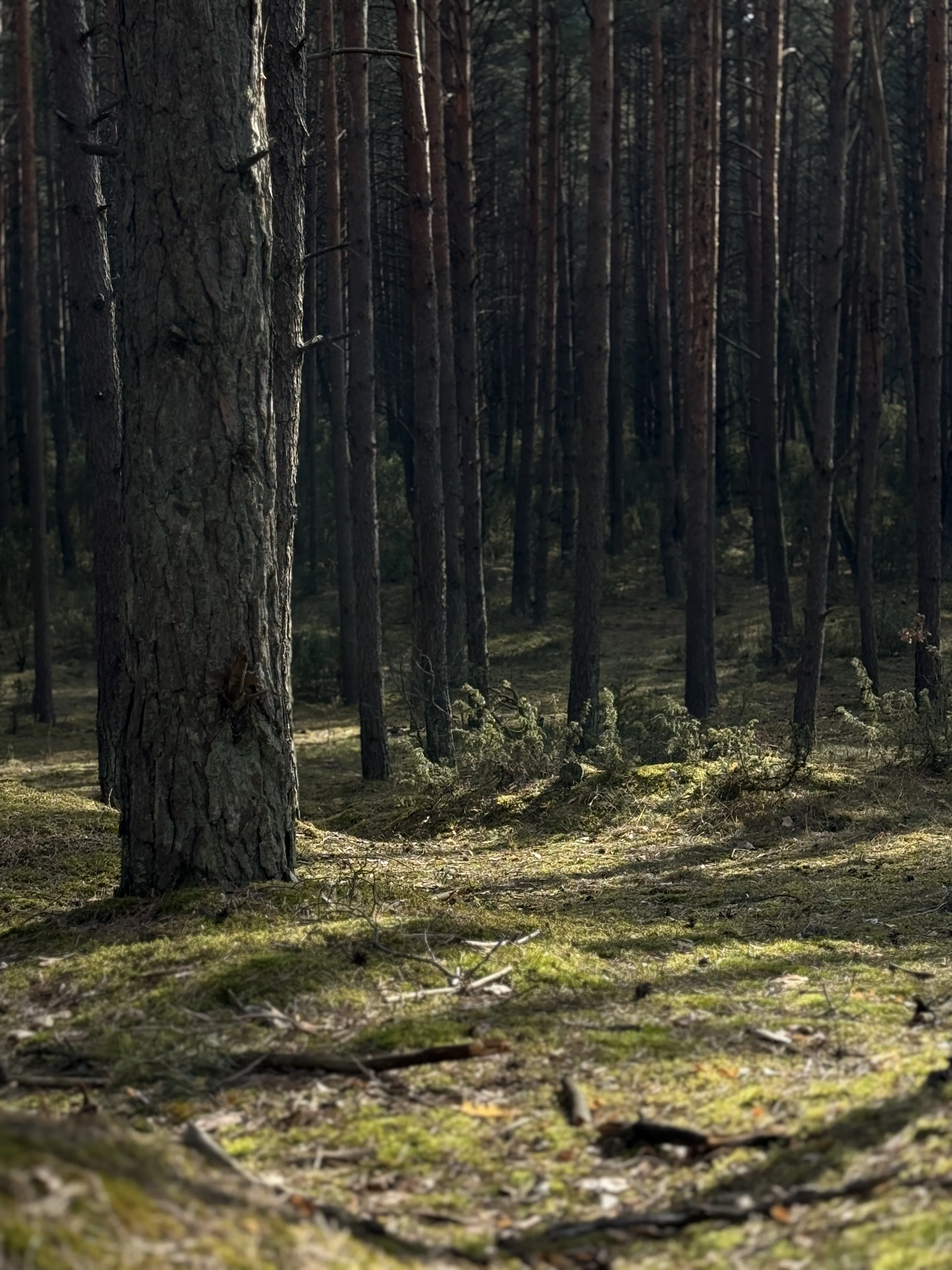 Ręcznie robione świece sojowe – makifragrances
